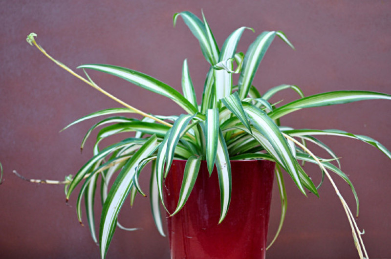 Planta păianjen/ Profimedia