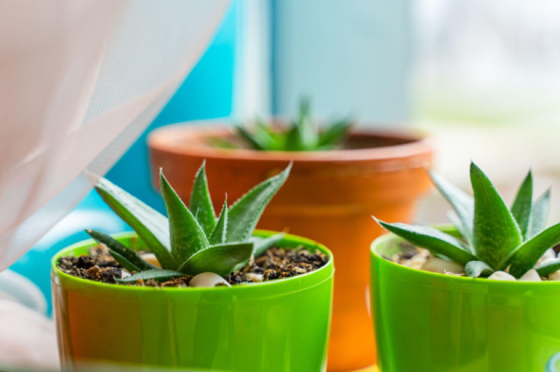 Aloe vera/ Profimedia