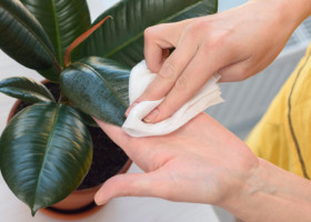 7 plante „minune” care opresc mucegaiul din casă. Soluția naturală care îți protejează locuința fără dezumidificator