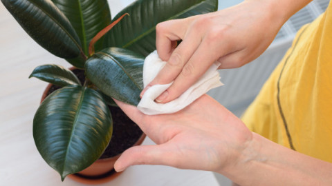 7 plante „minune” care opresc mucegaiul din casă. Soluția naturală care îți protejează locuința fără dezumidificator