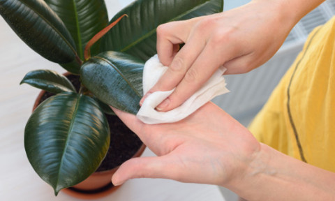 7 plante „minune” care opresc mucegaiul din casă. Soluția naturală care îți protejează locuința fără dezumidificator