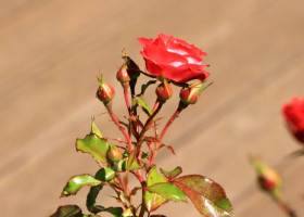 Ce să pui pe trandafiri primăvara ca să nu se îmbolnăvească. Soluția din bucătărie care face minuni