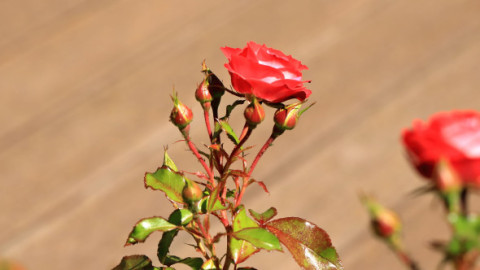 Ce să pui pe trandafiri primăvara ca să nu se îmbolnăvească. Soluția din bucătărie care face minuni