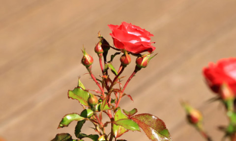 Ce să pui pe trandafiri primăvara ca să nu se îmbolnăvească. Soluția din bucătărie care face minuni