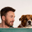 "Jinx" and Chris Evans have teamed up to create "The Dog Dream Box"