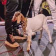 Kevin Hart i-a dăruit lui Chris Rock o capră/ Profimedia
