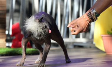 FOTO, VIDEO. Mister Happy Face, cel mai urât câine din lume. Odată cu titlul a primit și un cec de 1.500 de dolari
