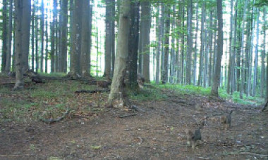 Imagini rare cu șase puișori de lup au fost surprinse în Parcul Național Semenic