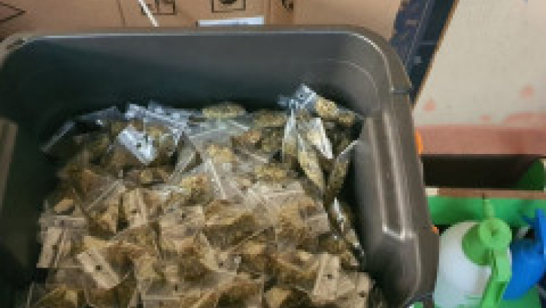 Plantație de cannabis găsită la subsolul unei case. Peste 80 de percheziții la traficanții de droguri, 150 de persoane vor fi audiate