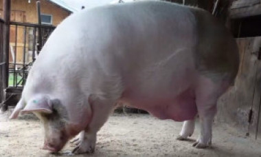 VIDEO. Cel mai mare porc din România trăiește într-un sat din Prahova. Cât cântărește Jardel