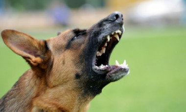Sfaturile unui poliţist, expert în dresaj, care a salvat un om atacat de o haită de câini: „Să nu pierzi contactul vizual cu câinele”