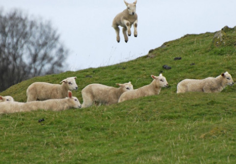 O turmă de oi a intrat într-o seră și a mâncat 300 de kilograme de canabis: „Săreau mai sus decât caprele”