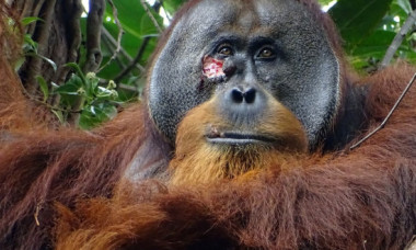 Un urangutan din Indonezia a fost surprins în timp ce folosea o plantă ca să-și trateze o rană: „După o lună era complet vindecat”
