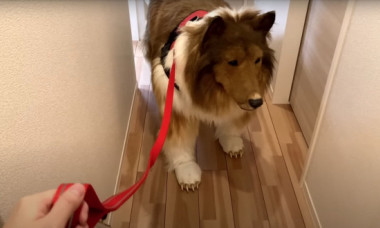 Japonezul cunoscut în toată lumea pentru că a cheltuit 14.000 $ ca să se transforme în câine vrea acum să devină alt animal