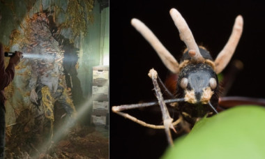 Ce este „ciuperca zombi” și care este riscul ca lumea să fie devastată de o pandemie fungică, la fel ca în serialul „The Last of Us”