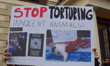 Războiul secret dintre iubitorii de feline și cei care fac bani din „zoosadism”
