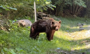 Ultimele momente din viața motociclistului ucis de urs pe Transfăgărășan. Animalul a fost împușcat