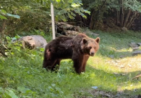Ultimele momente din viața motociclistului ucis de urs pe Transfăgărășan. Animalul a fost împușcat