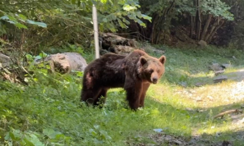 Ultimele momente din viața motociclistului ucis de urs pe Transfăgărășan. Animalul a fost împușcat