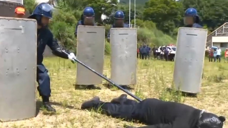 VIDEO Cum decurge un exercițiu de pregătire pentru atacurile urșilor în Japonia