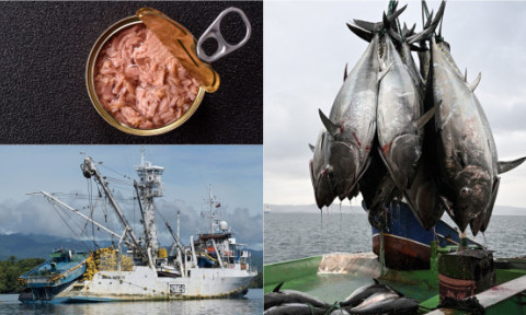 Adevărul ascuns despre tonul pe care îl cumpărăm de la supermarket