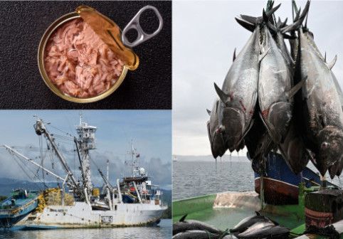 Adevărul ascuns despre tonul pe care îl cumpărăm de la supermarket