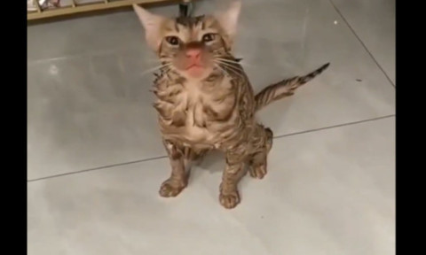 VIDEO O pisică a fost „spălată” 10 minute. Felina a supraviețuit experienței neplăcute din cuva mașinii