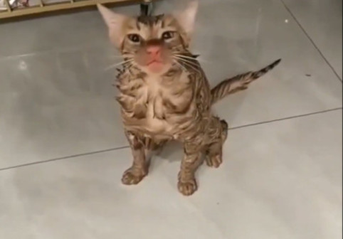 VIDEO O pisică a fost „spălată” 10 minute. Felina a supraviețuit experienței neplăcute din cuva mașinii