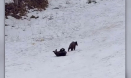 VIDEO Întâlnire neașteptată la Poiana Brașov: Trei pui de urs, filmați de turiști în timp ce se joacă nestingheriți pe pârtie