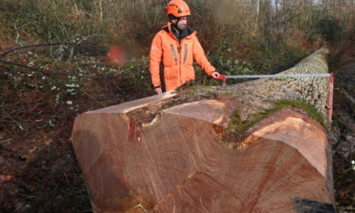 Un stejar contemporan cu regele Ludovic al XIV-lea, tăiat în Franţa: „Povestea nu se oprește aici”