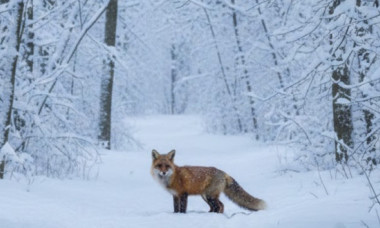 Imagini spectaculoase din pădurile României. Animale sălbatice, surprinse în zone greu accesibile acoperite de zăpadă