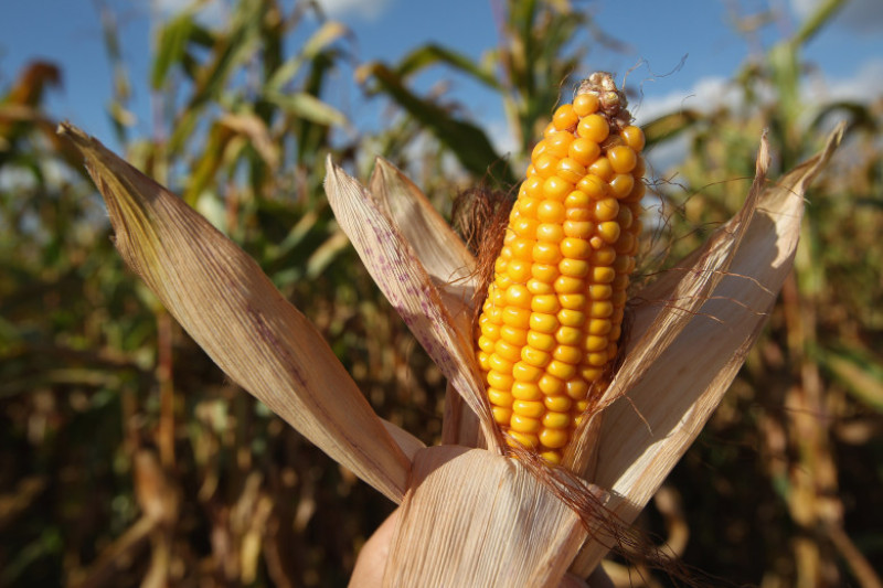 Agricultura recolta porumb GettyImages octombrie 2015