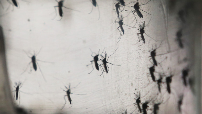 Tantari virusul Zika GettyImages-506972062