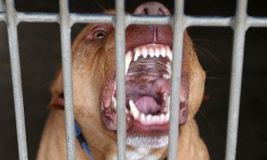 Tânără atacată și rănită grav de un pitbull. Jandarmii au încercat să prindă câinele, dar au fost și ei atacați