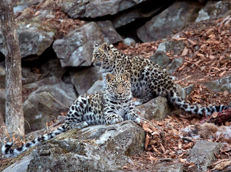 Find a leopard