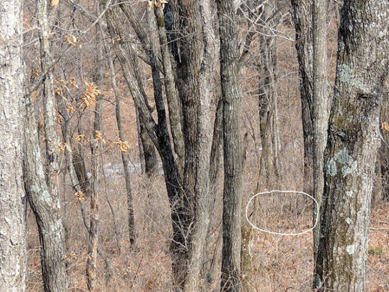 Find a leopard