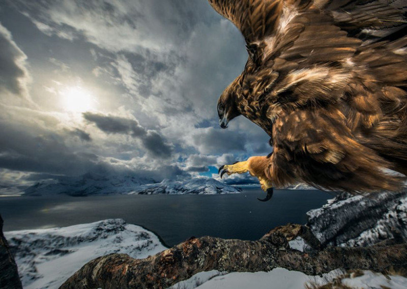 vultur foto animale_audun-rikardsen