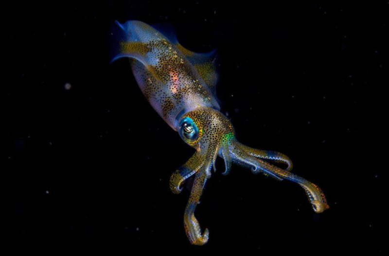 foto animale_cruz-erdmann