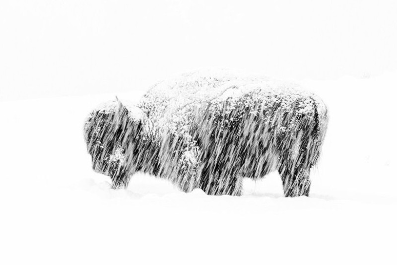 foto animale bizon in ninosoare_max-waugh