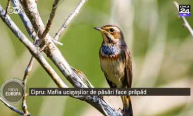 Cum s-a dezvoltat mafia ucigașilor de păsări cântătoare din Cipru. Braconierii folosesc lipici să prindă viețuitoarele de ramuri