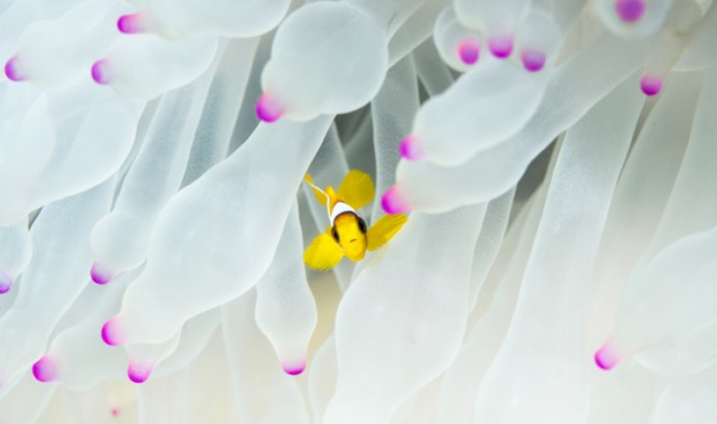 peste clovn anemone - morgan bennett smith