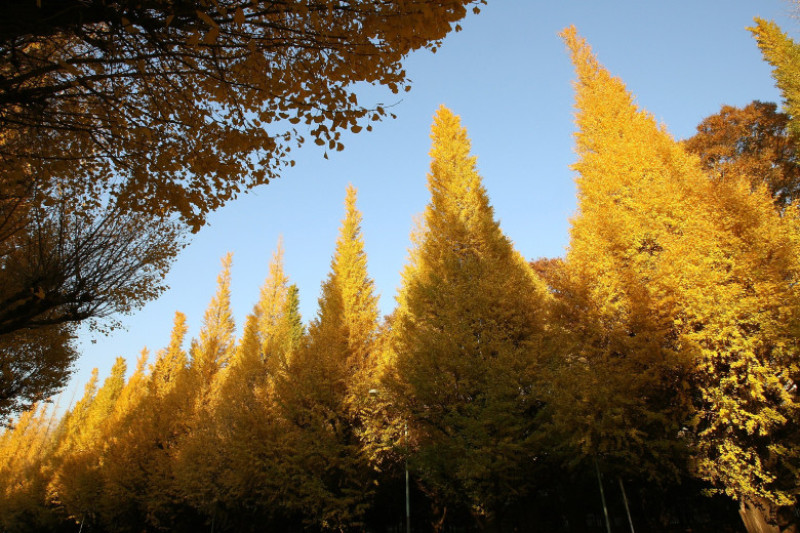 Ginko Trees
