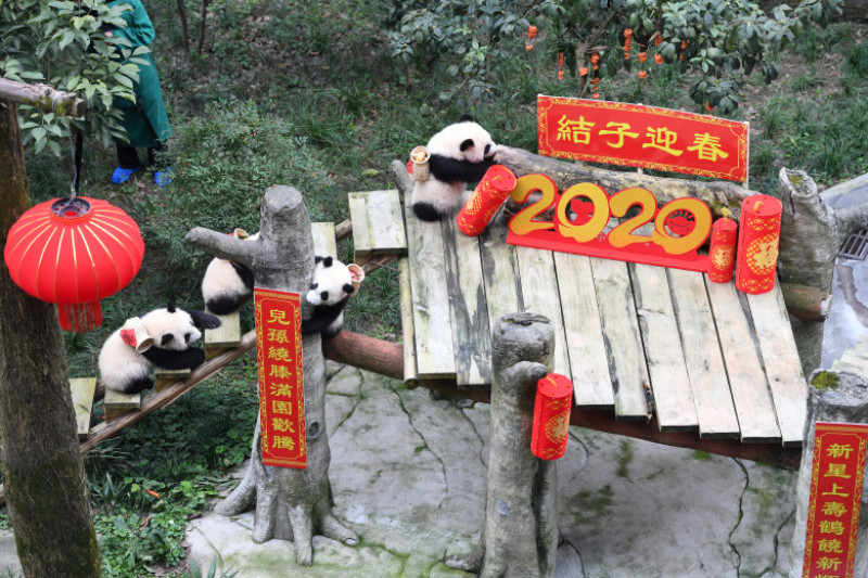 CHINA-CHONGQING-GIANT PANDAS-NEW YEAR GREETING (CN)