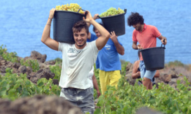 Italienii, disperați după plecarea muncitorilor români. Ministrul agriculturii cere României să îi lase urgent înapoi la muncă