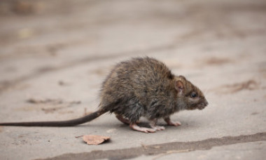 New York caută un „țar al șobolanilor”, rebel și cu „instinct ucigaș”. Salariul ajunge la 170.000 de dolari