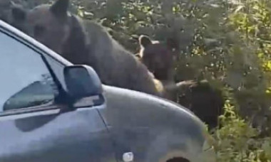 Imagini revoltătoare de la munte. Turiștii au lovit intenționat cu mașina o ursoaică și puii ei pentru că veniseră la mâncarea lor