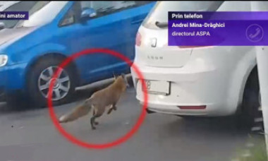 Încă o vulpe a fost filmată pe străzile din București. Ar putea fi o problemă, avertizează specialiștii