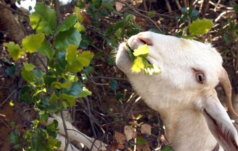 Goats Chew Away Dry Brush
