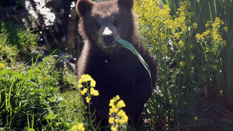 Brown Bear Cubs Born In Wildlife Park