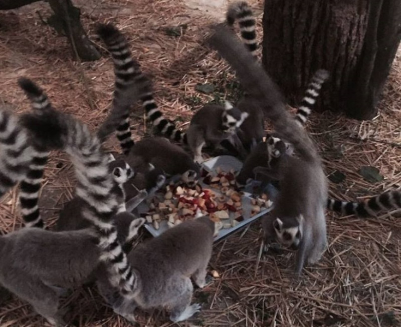 Grădina Zoologică Din Targu Mures A Primit 11 Exemplare Dintr O